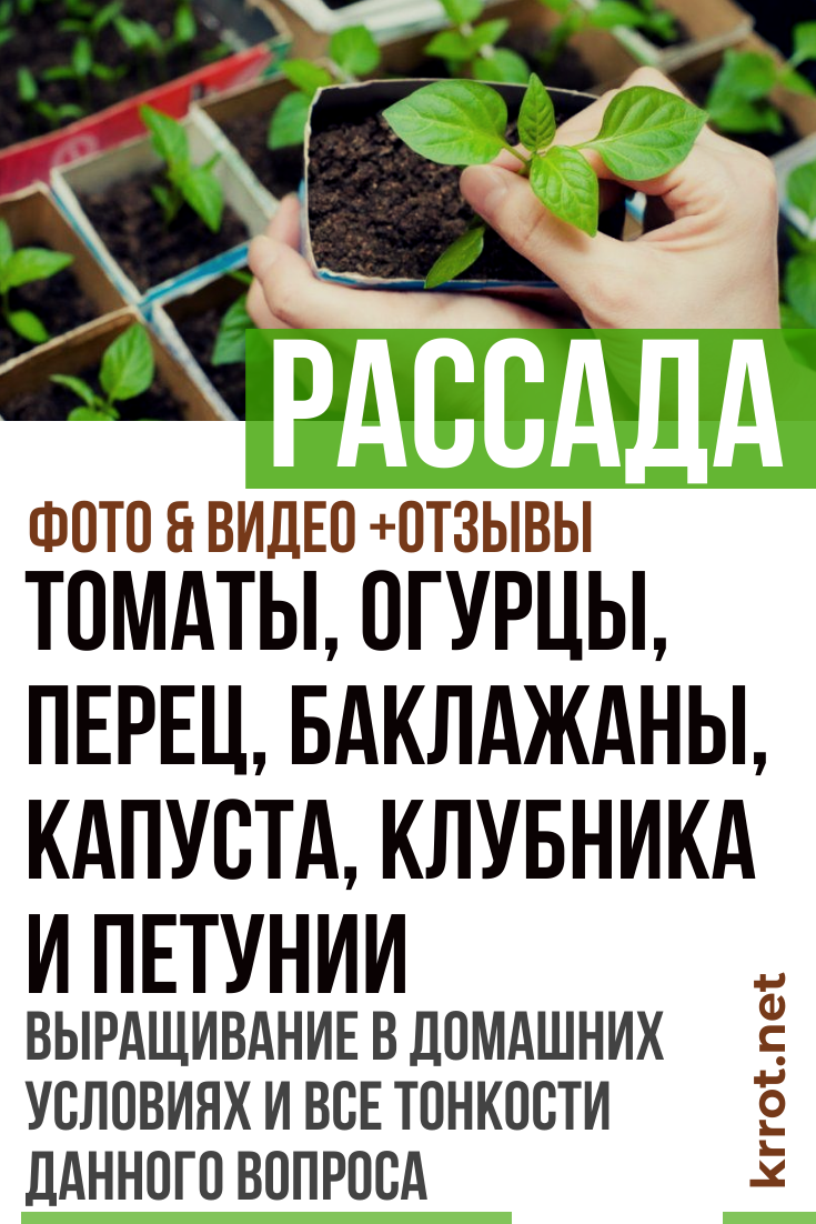 Рассада