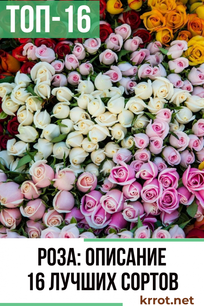 Роза: Описание 16 Сортов, Особенности и Уход (150 Фото)