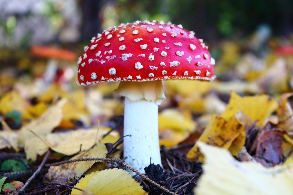 Мухомор (Amanita)