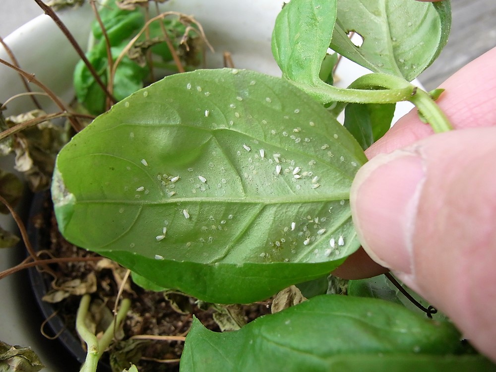 Листва покрытая белокрылкой