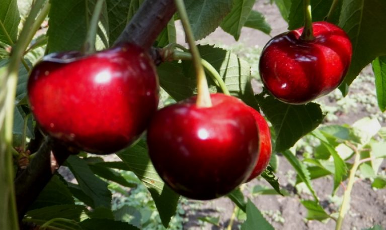 Черешня: Описание 20 Лучших Сортов (Фото & Видео) +Отзывы