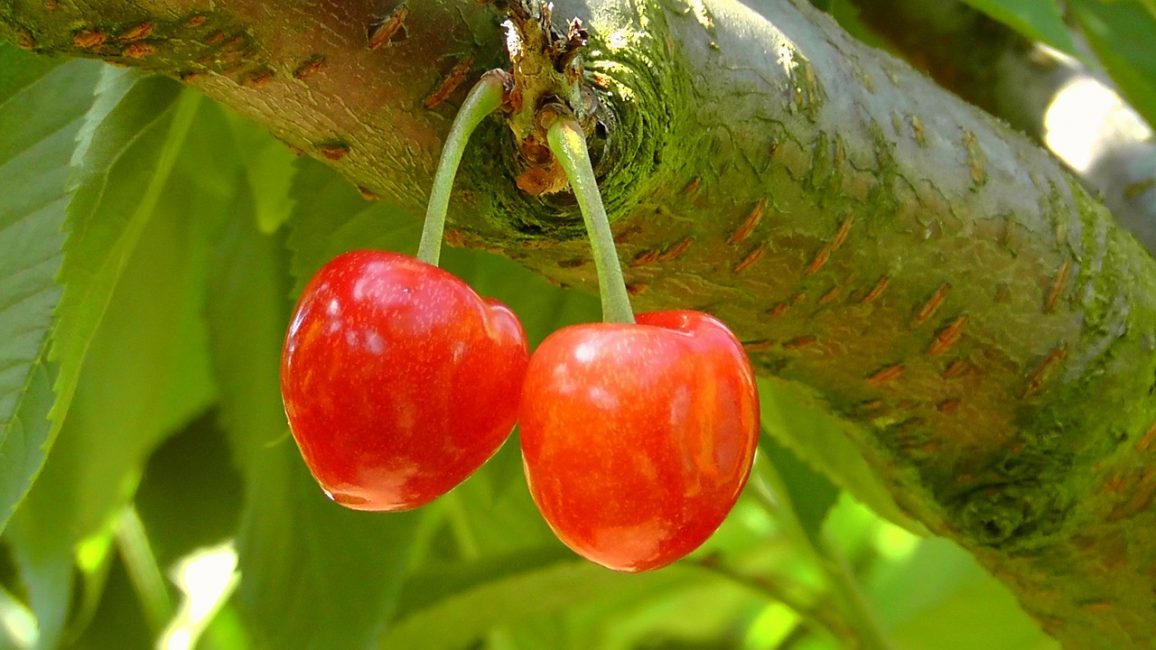 cherries 178148 1280