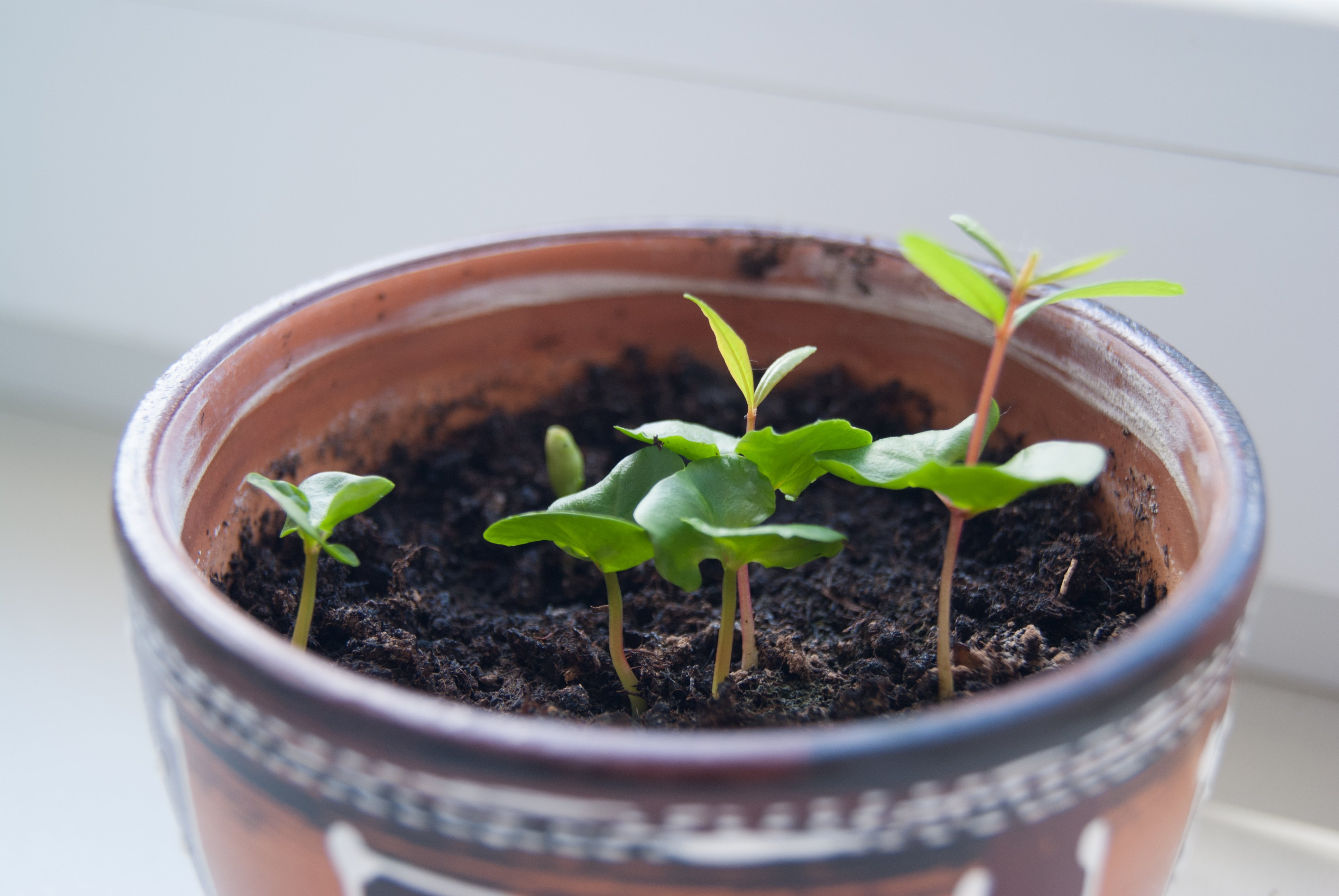 Молодые ростки граната