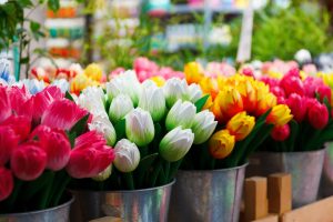 Как вырастить тюльпаны к 8 марта в домашних условиях? Посадка, выгонка, хранение и другие тонкости