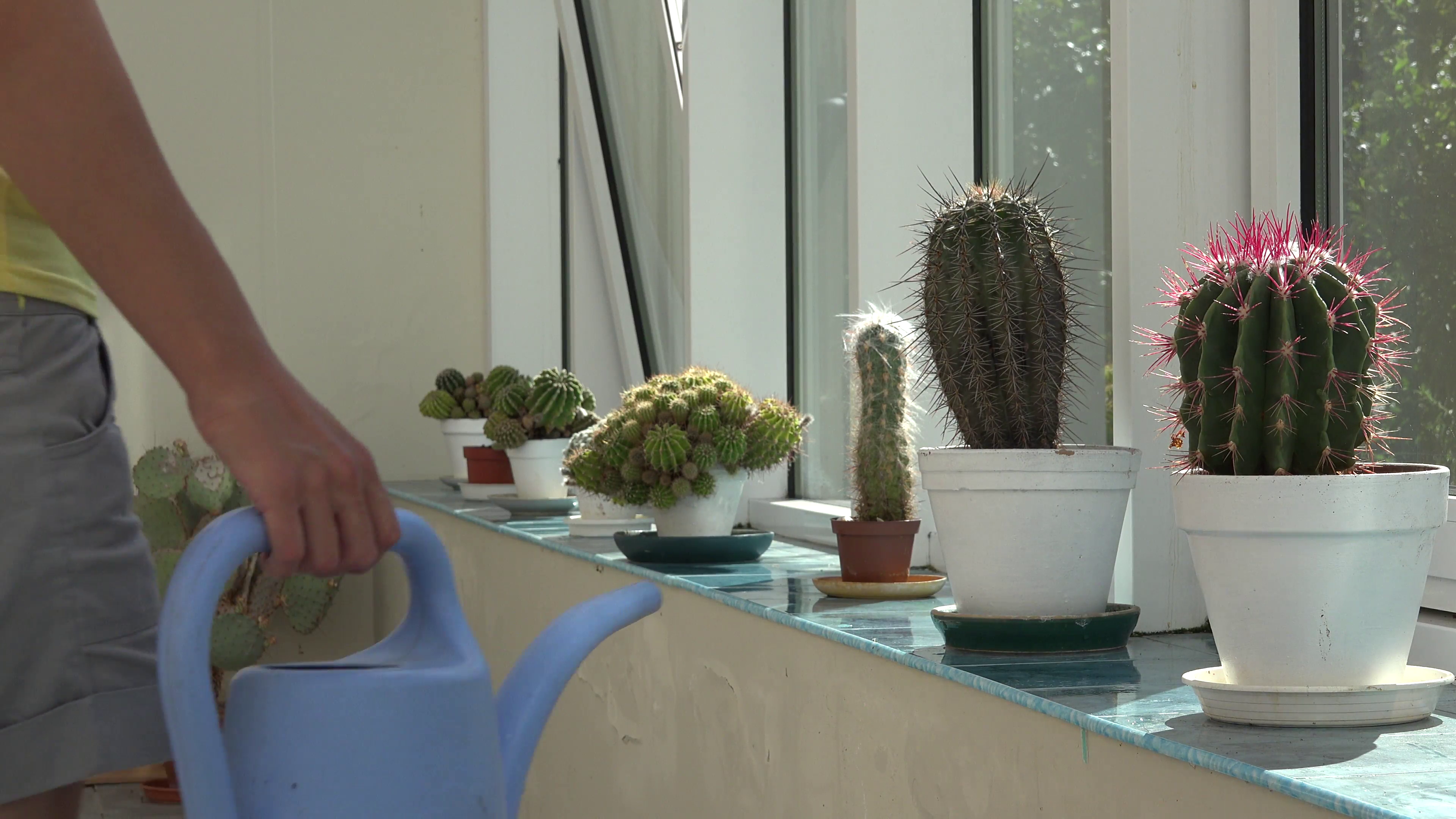 Полив кактуса при помощи лейки