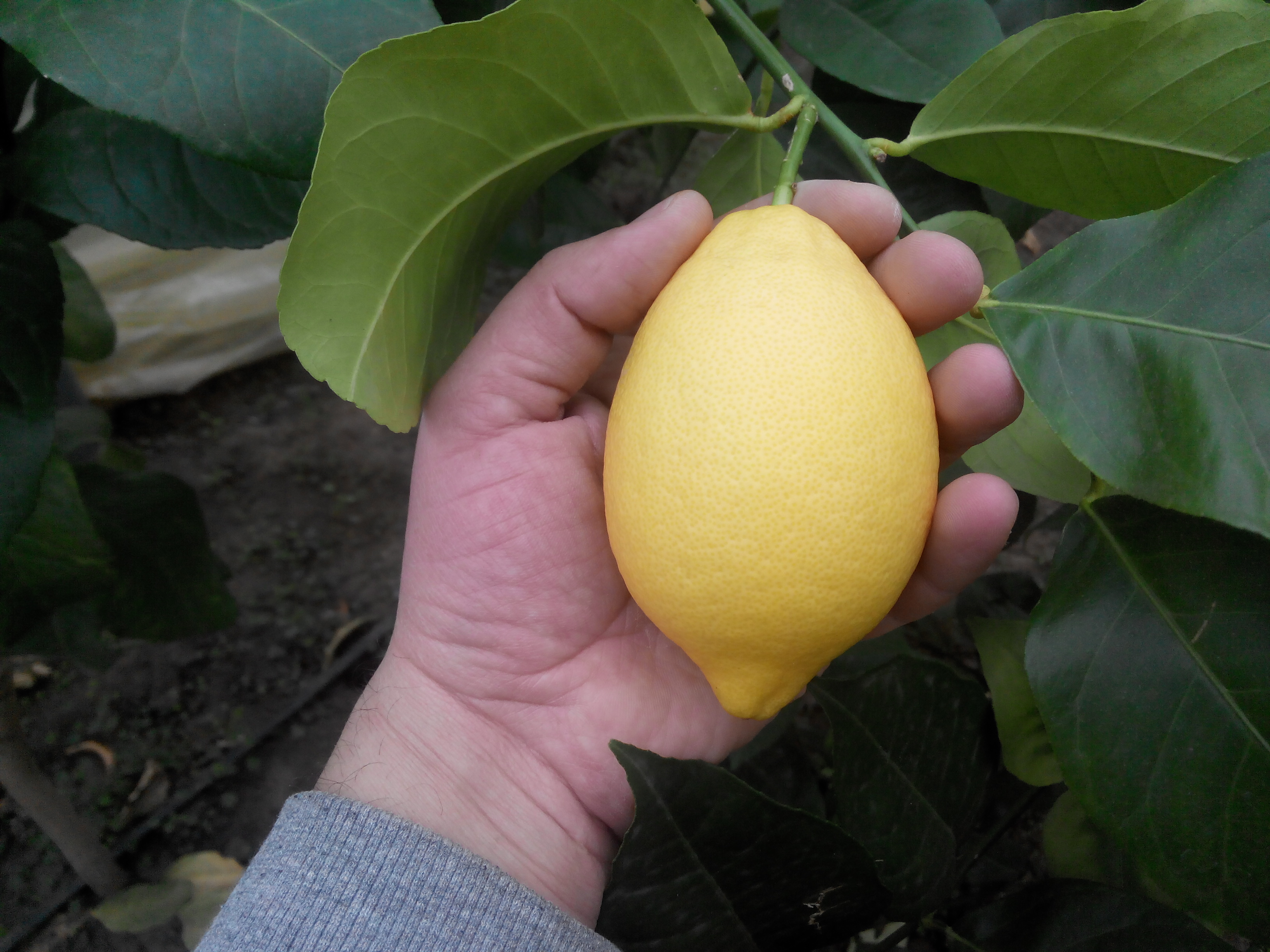 лимончелло в домашних условиях