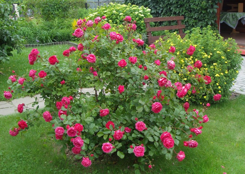 Канадская роза александр маккензи фото и описание