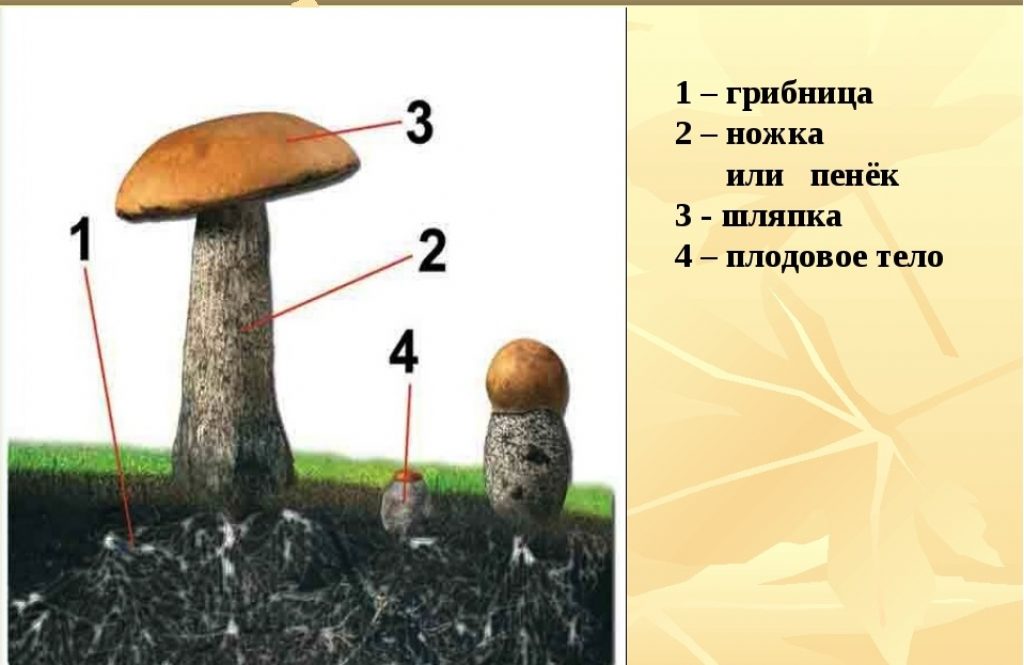 Подпишите на рисунке основные части гриба