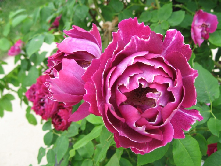 Роза садовая