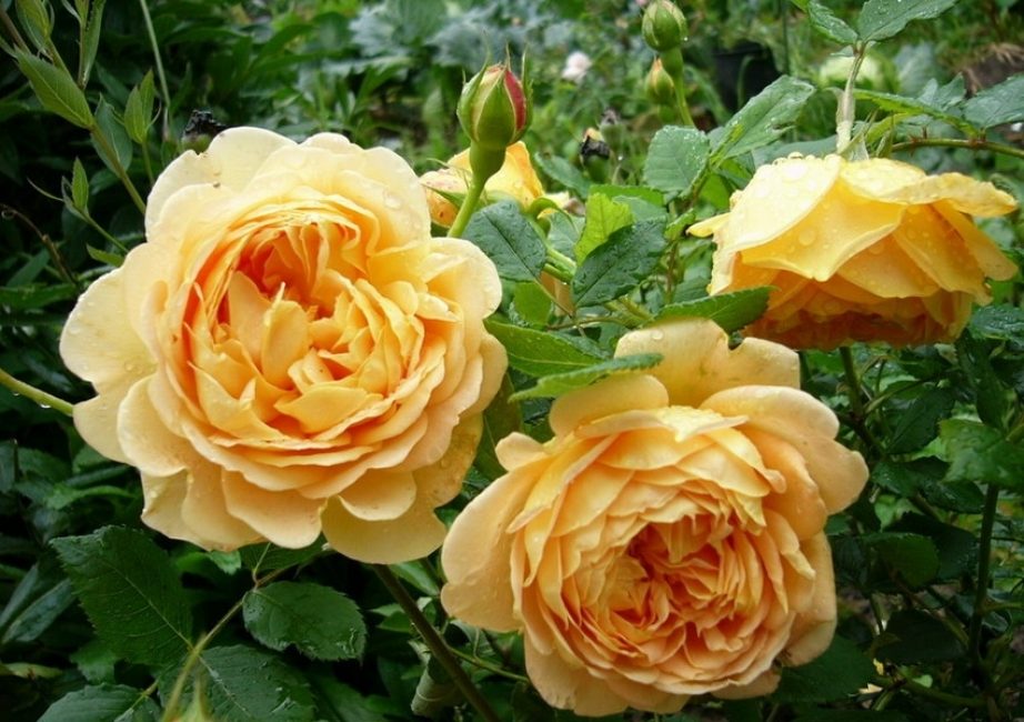 Розы Остина