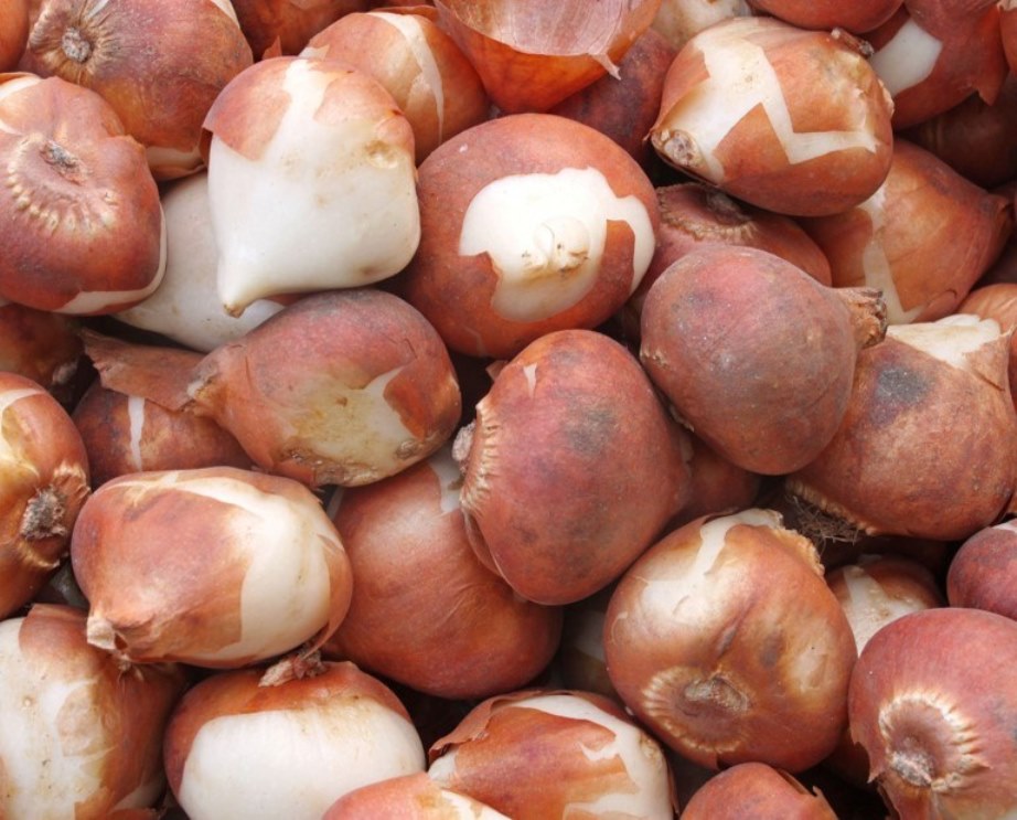 Внешний вид луковиц после подготовки