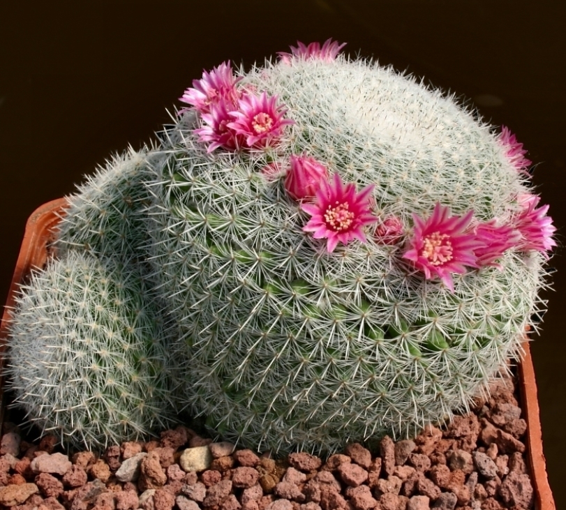 Маммилярии