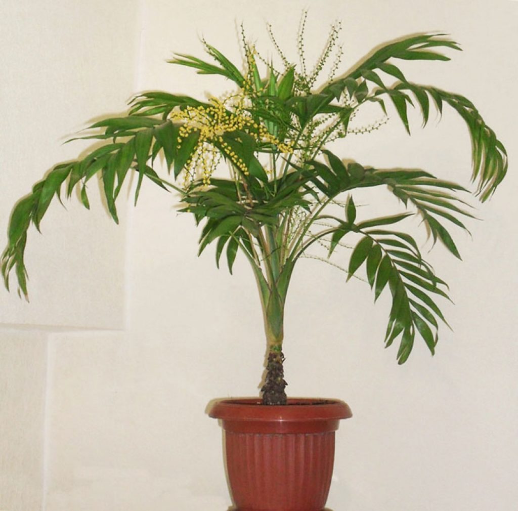 Комнатное растение название пальмы. Пальма хамедорея изящная. Хамедорея Пальма стебель. Цветок Пальма хамедорея. Хамедорея Неанта.