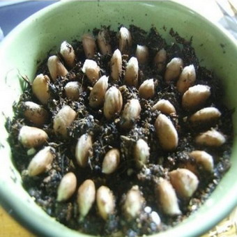 Высаживать семечки нужно как можно гуще, потом, из полученных сеянцев можно будет выбрать здоровые и крепкие растения