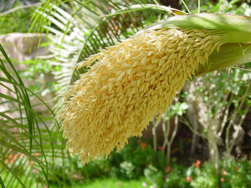 Цветы финиковой пальмы
