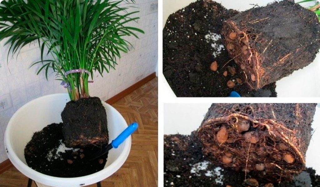 Финиковая Пальма: Описание, Уход, Выращивание (50 Фото) +Отзывы