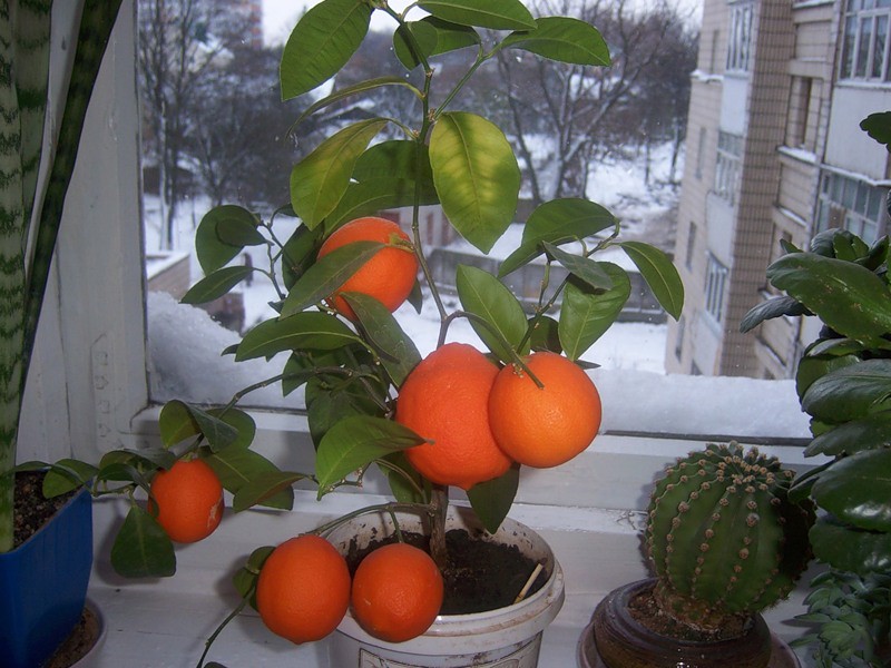 Созревание плодов апельсина в обычной городской квартире