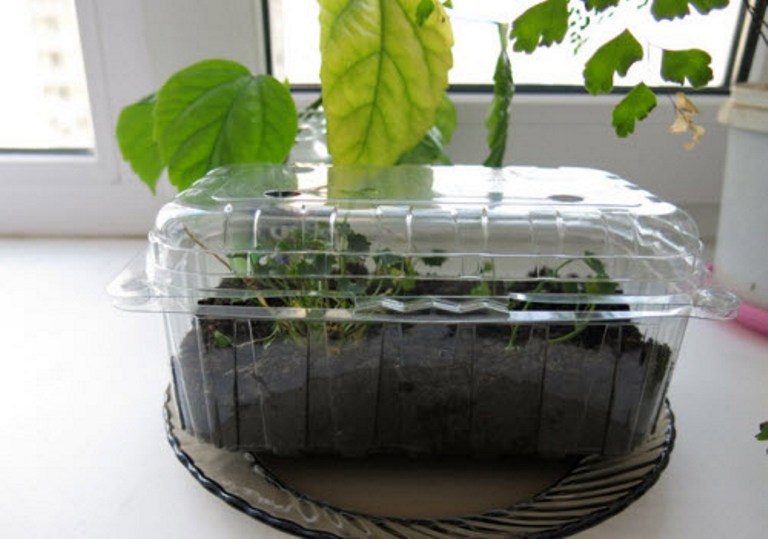 Мини тепличка для укоренения черенков
