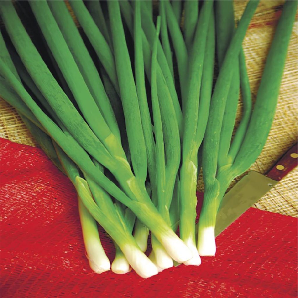 Китайский зеленый лук фото и названия