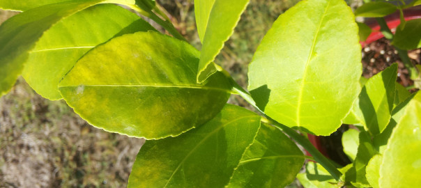 Листья лимона неожиданно пожелтели и начали опадать. В чем кроется причина такого листопада?