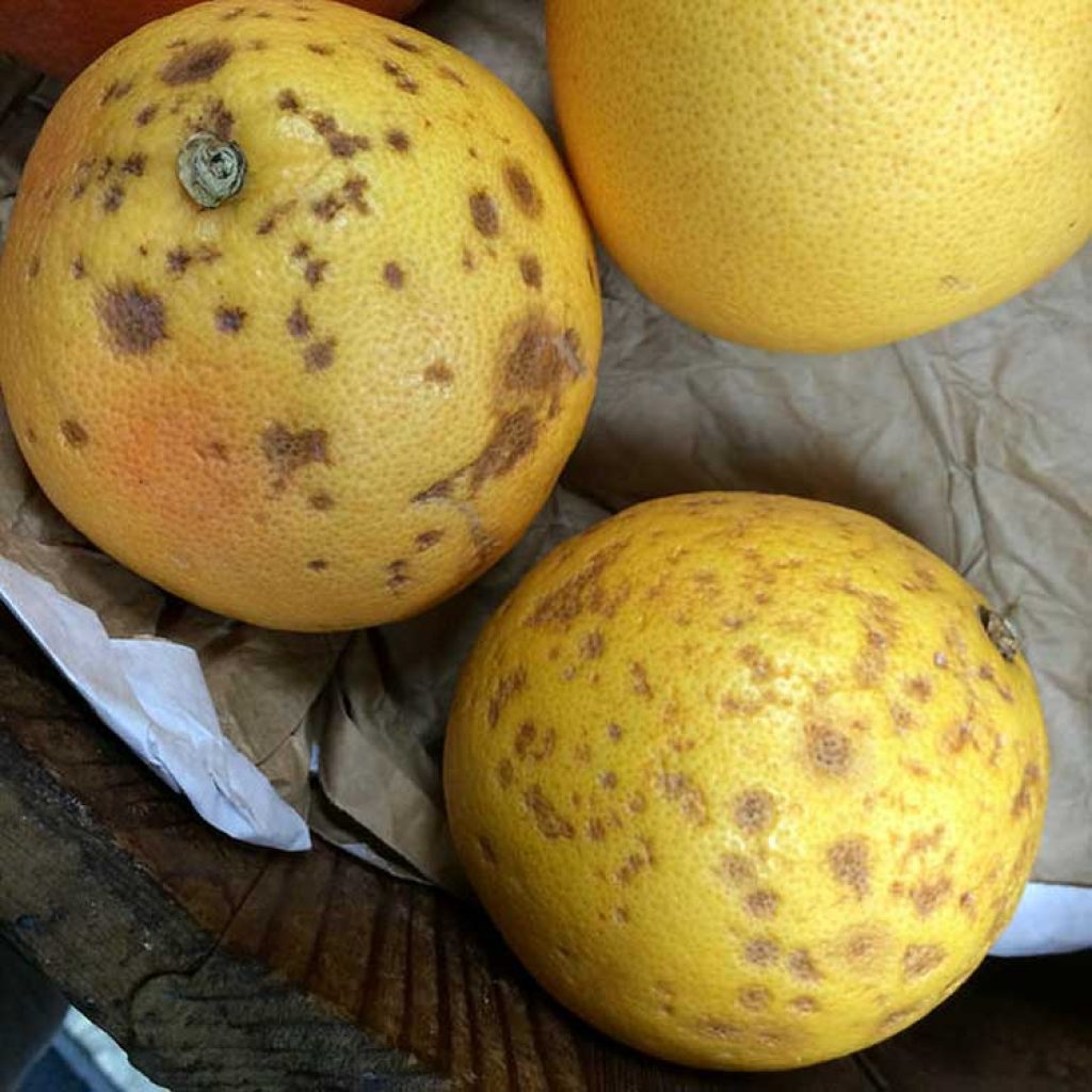 Гладиолус лимон в шоколаде фото и описание