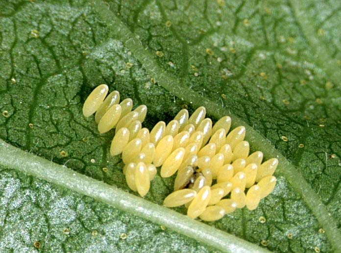 Тля отложила яйца, вскоре появятся колонии новых насекомых