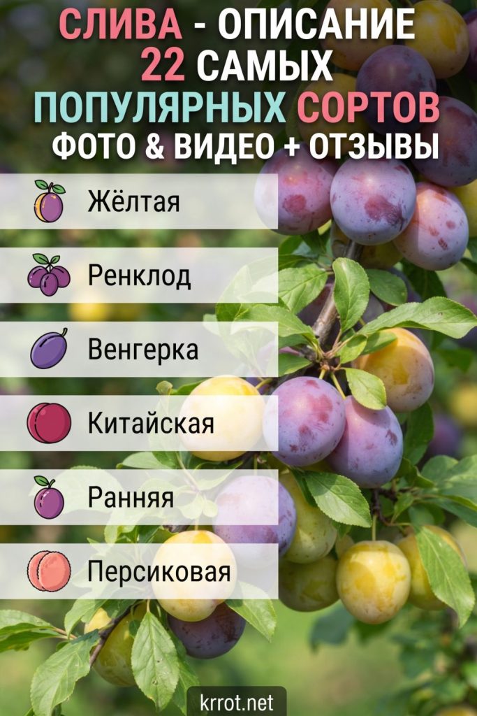 Сорта сливы: топ-22
