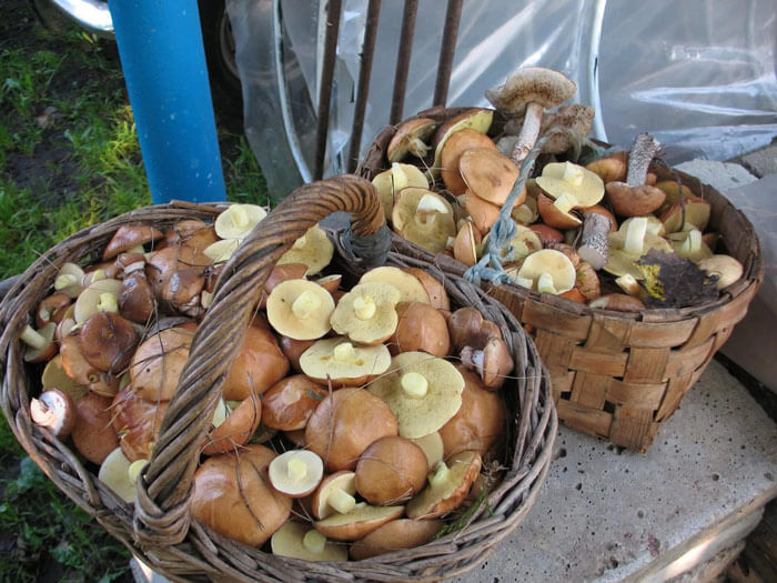 две корзины с маслятами