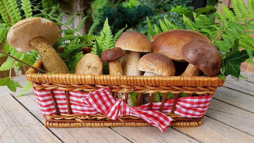 Главный секрет — где растут вкусные белые грибы