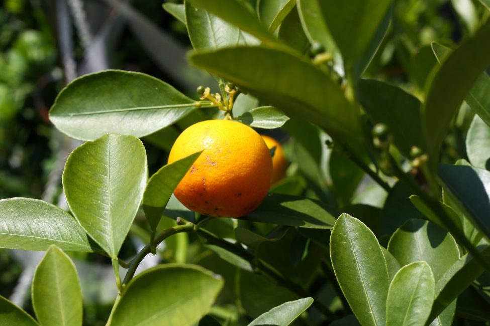 Листья апельсина