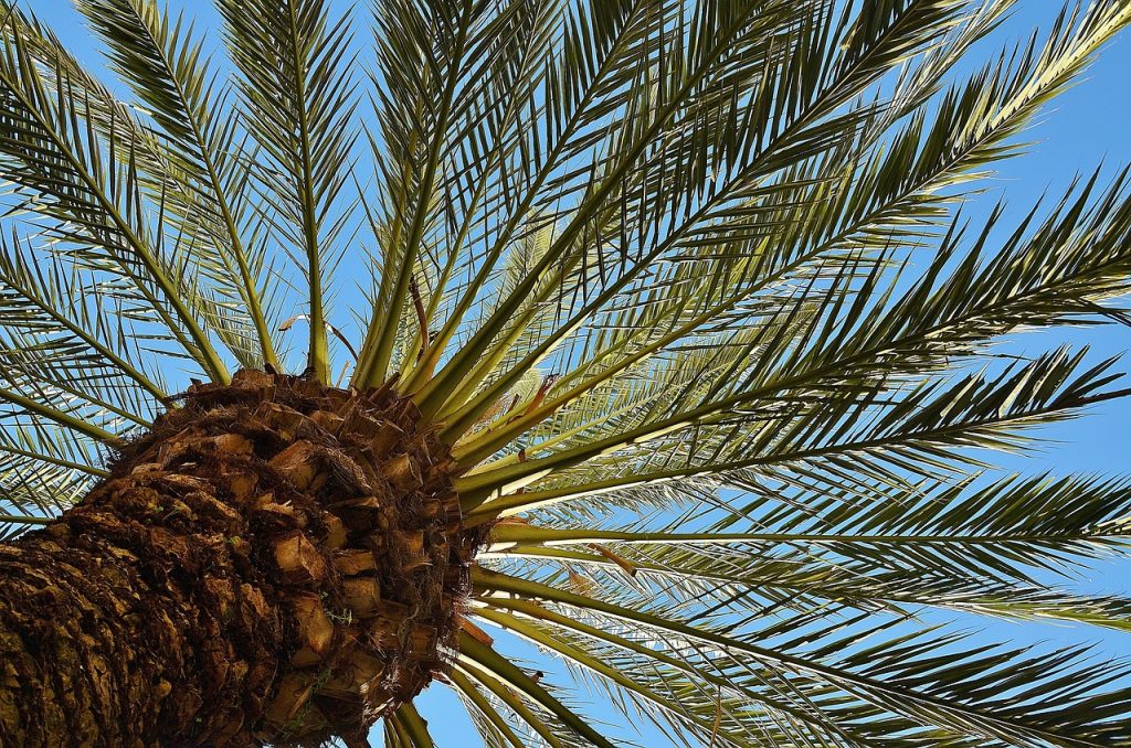 Как долго живет финиковая пальма?