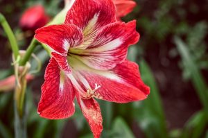 Цветок гиппеаструм домашний – многоликий гибрид: описание, виды, уход, выращивание, размножение и другая полезная информация (160 Фото) +Отзывы