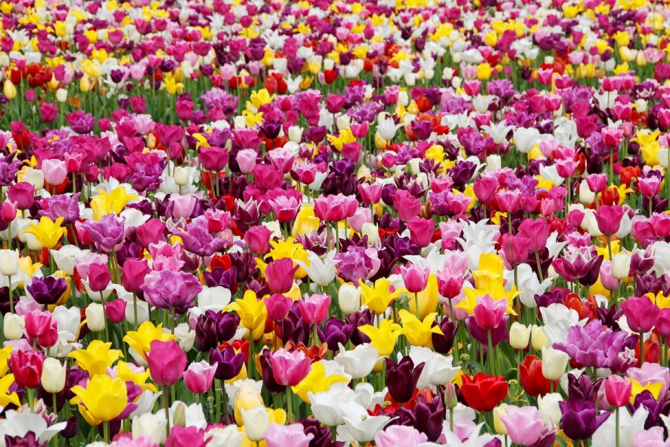 поле разноцветных тюльпанов