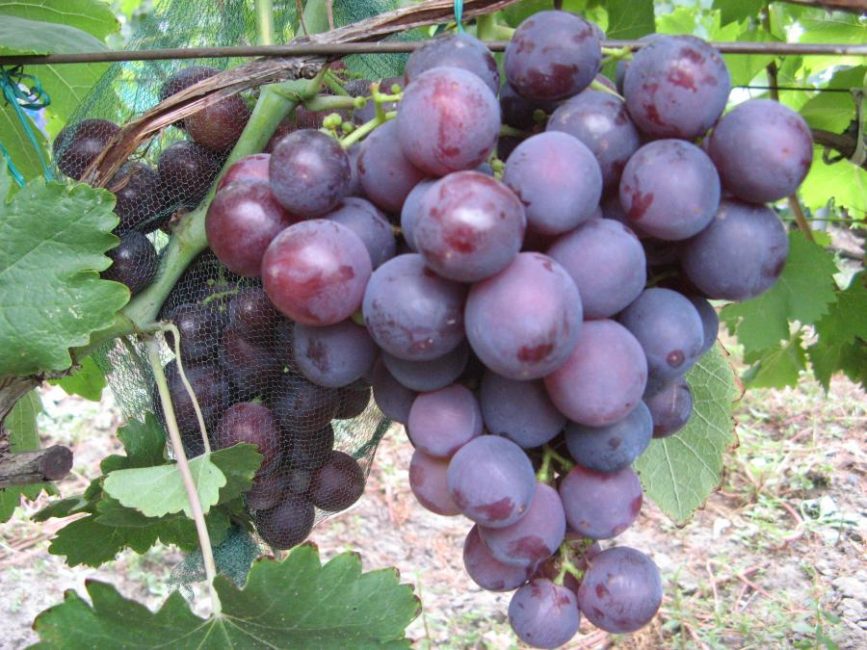 Рошфор виноград 