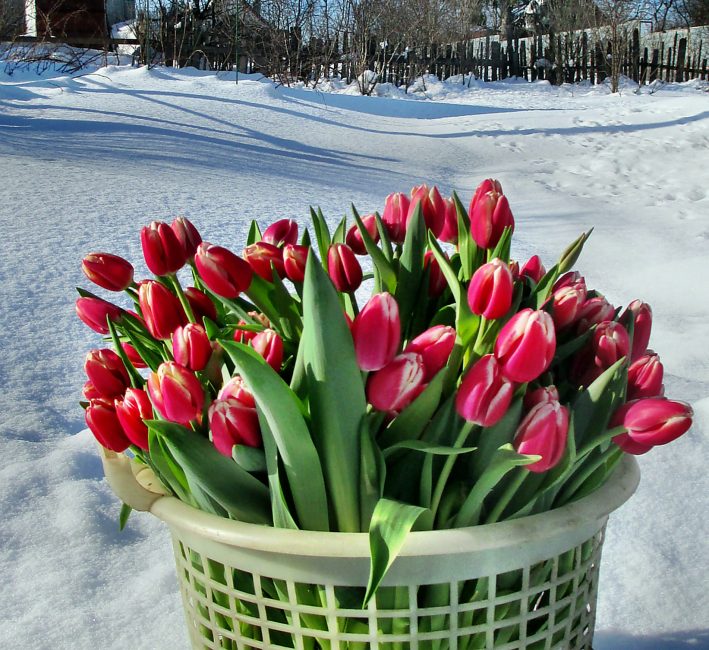 корзина с тюльпанами на снегу