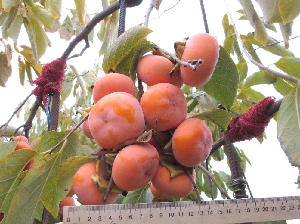 Осмотр ягод хурмы на дереве