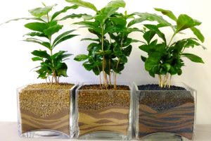Выращивание кофейного дерева в домашних условиях, сорта, посадка и уход, размножение, возможные болезни: сам себе бариста (Фото & Видео) + Отзывы