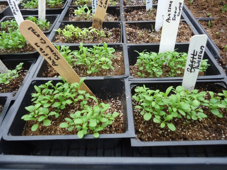 Алиссум: Описание, Виды, Посадка и Уход | (130 Фото)