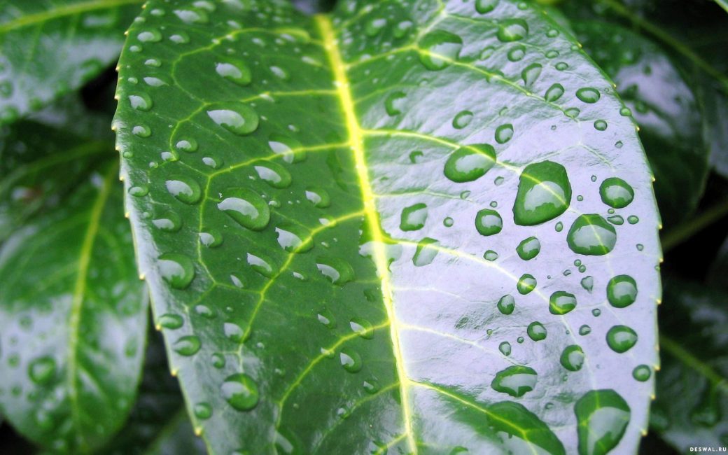 Раз в неделю рекомендуется обрызгивать листья кофейного дерева при помощи пульверизатора