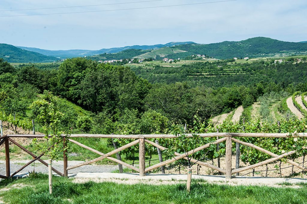 Трюфельная ферма в поле