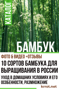 10 сортов бамбука для выращивания в России: описание, уход в домашних условиях и его особенности, размножение (Фото & Видео) +Отзывы