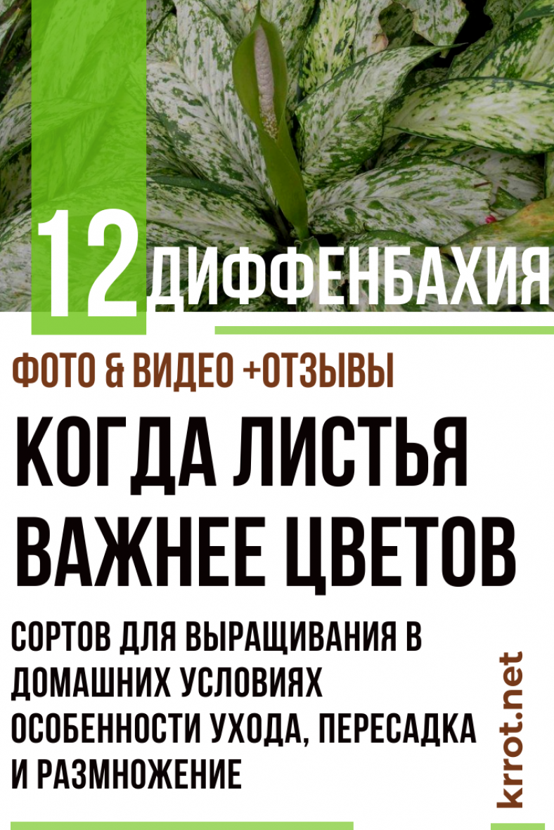 Диффенбахия: 12 Сортов, Уход, Размножение | Фото +Отзывы