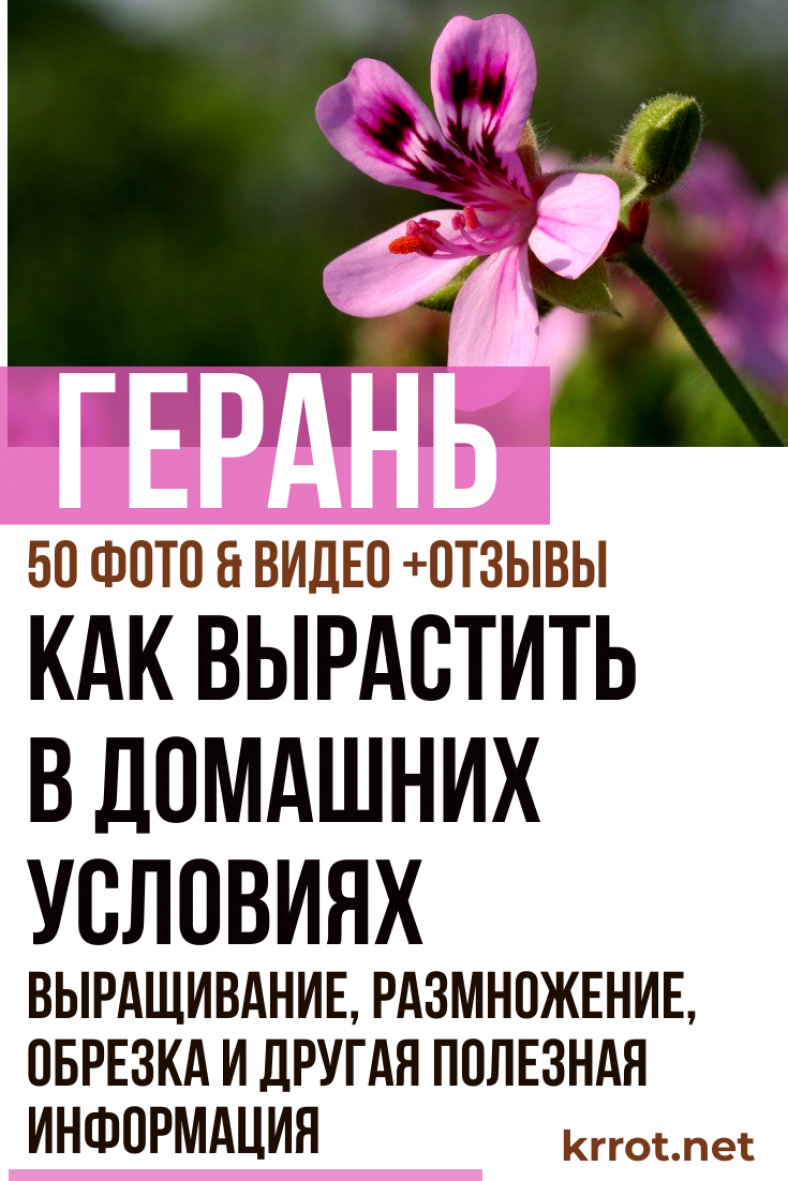 Герань: Посадка, Уход, Размножение, Выращивание (50+ Фото)