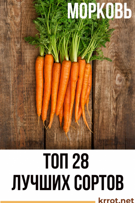 Лучшие сорта голландской моркови: посадка и уход