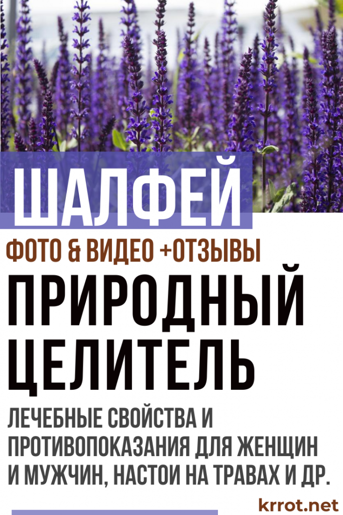 Все о Шалфее: Лечебные Свойства и Противопоказания +Отзывы