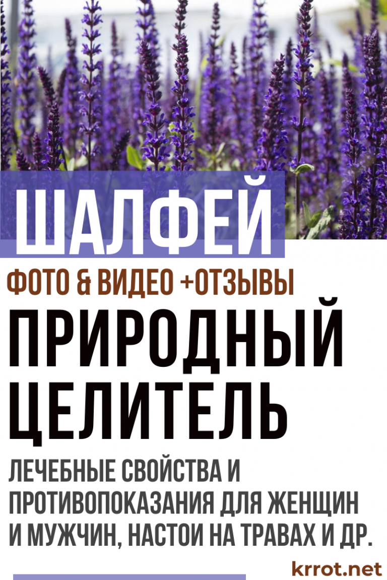 Все о Шалфее: Лечебные Свойства и Противопоказания +Отзывы