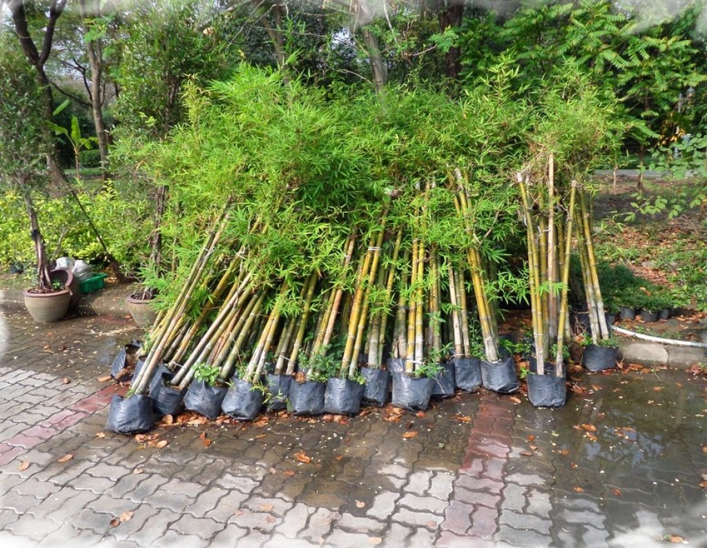 Бамбук в среднем вырастает. Саза курильская Курильский бамбук. Монастырский бамбук. Мексиканский Плакучий бамбук сортовой. Бамбук садовый широколистный морозостойкий.