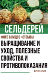 Сельдерей: описание, выращивание и уход, полезные свойства и противопоказания (Фото & Видео) +Отзывы Сельдерей