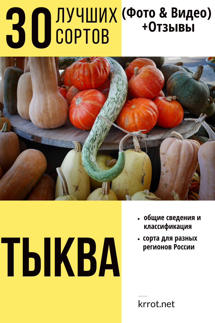 Тыква: описание 30 лучших сортов. Общие сведения и классификация, сорта для разных регионов России (Фото & Видео) +Отзывы