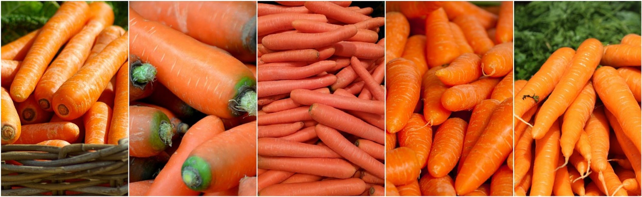 Лучшие сорта голландской моркови: посадка и уход